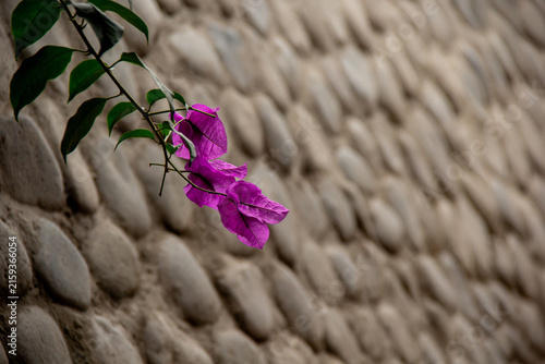 Bougainvillea flower in Barranco - Lima, Peru