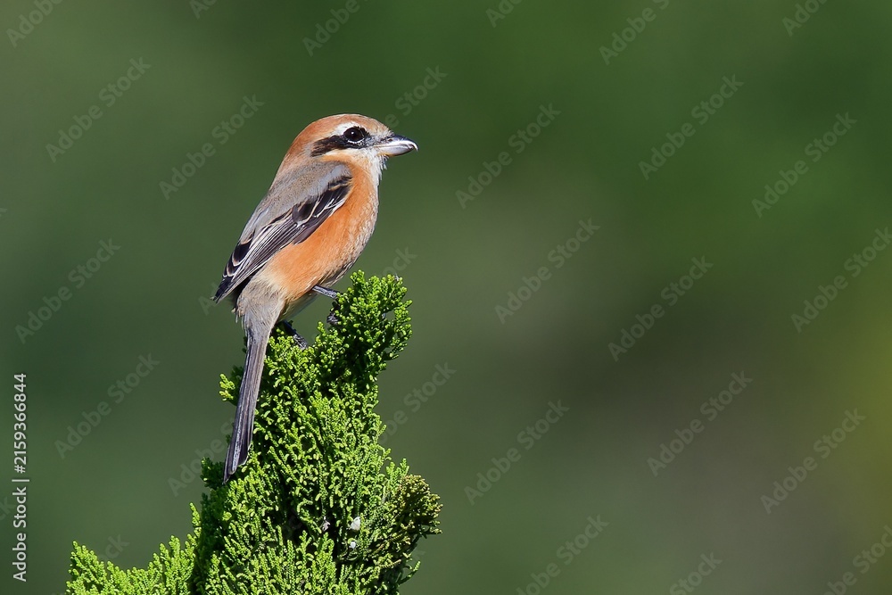 Fototapeta premium 秋告げ鳥、モズ(Bull-headed Shrike)