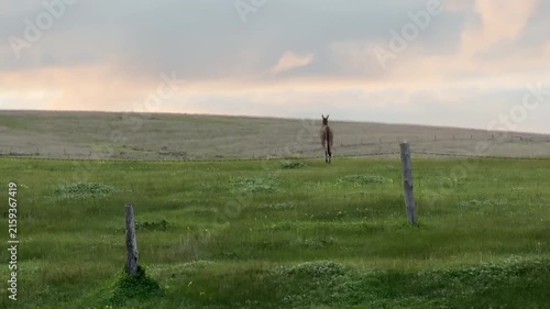 Kangaroo in a paddock hops away from camera at dusk in Australia in 4k footage