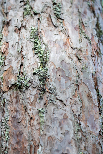 Plakat w ramie Tree bark with lichen