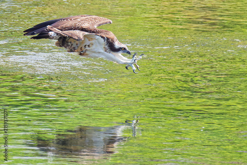 Fotografía 夏の川にダイブするミサゴ(Osprey)