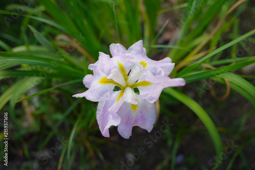 Fototapeta Japanes iris 淡いピンク色の花菖蒲