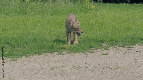 Suburban coyote eating food scraps near a riverbank in Naperville, Illinois