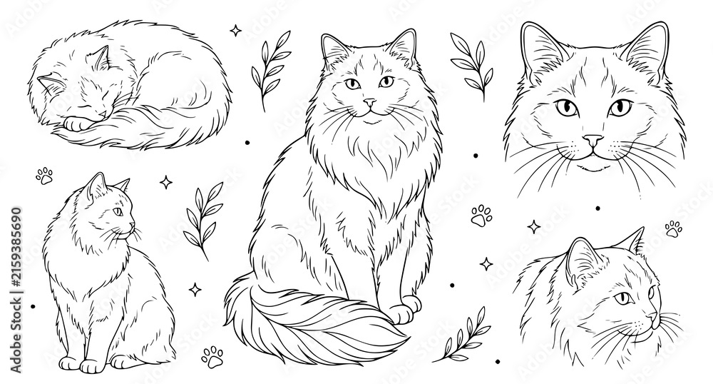 Fototapeta premium Fluffy Long Haired Cat Vector Illustration Set with Hand Drawn Line Art Fluffy Maine Coon Kittens Sleeping and Sitting for Coloring Pages