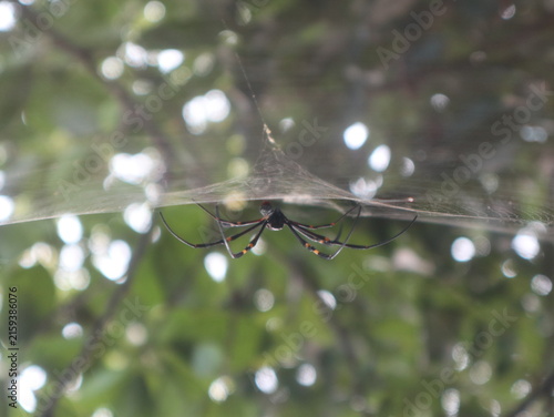 Giant golden orbweaver Nephila pilipes resting on its intricate spider web in a tropical forest, with soft natural bokeh in the background.