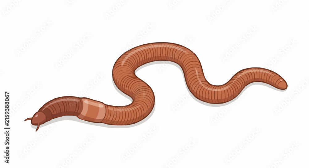 Fototapeta premium Earthworm Insect Vector Illustration Isolated on White Background