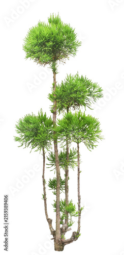 Plakat ダイスギ 6月撮影 樹高360cm