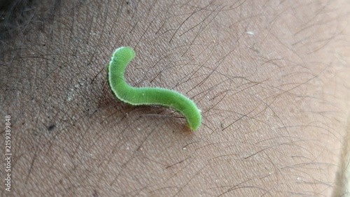 Принти на полотні Green Caterpillar Crawling on Human Skin Closeup
