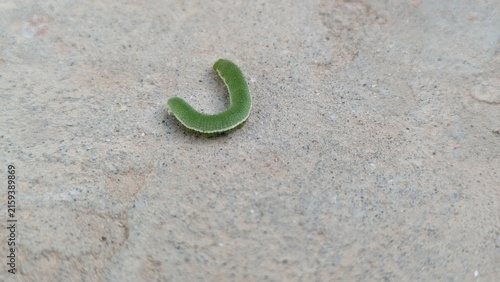 Konstfotografi Green Caterpillar Crawling on Human Skin Closeup