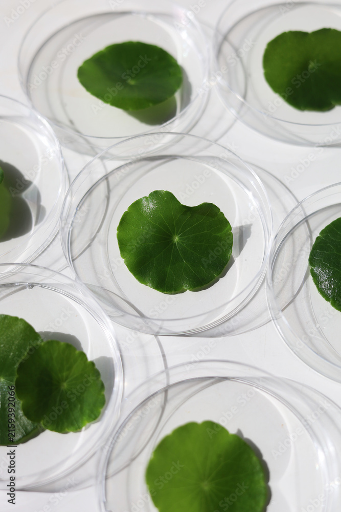 Naklejka premium Centella asiatica leaves inside lab petri dishes on white background.
