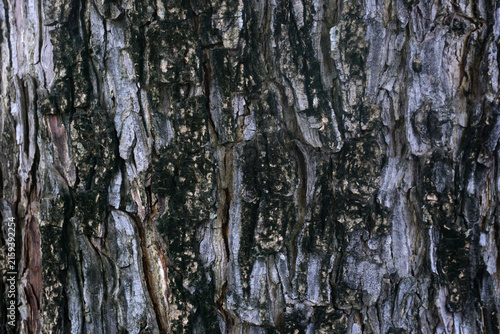 Plakat Tree bark background