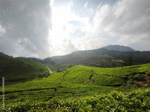 Tea Plantation and Mountain Ridge Under Towering Clouds