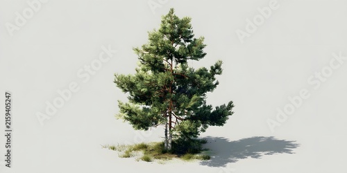 A lush pine tree casts a shadow on a plain background.