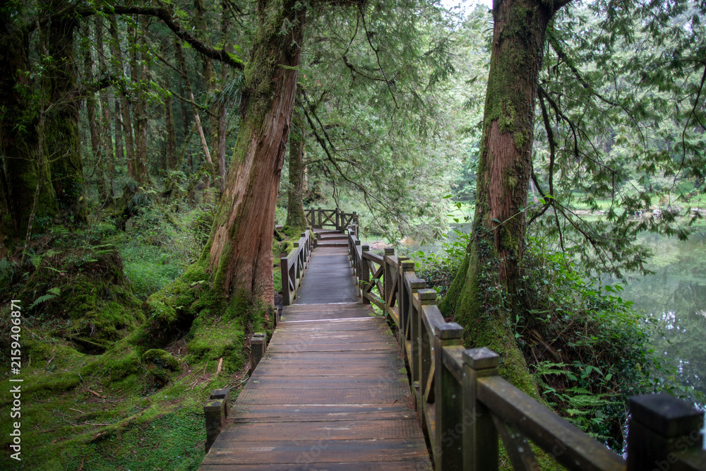 Fototapeta premium Hiking trails on Alishan in Nantou County, Taiwan