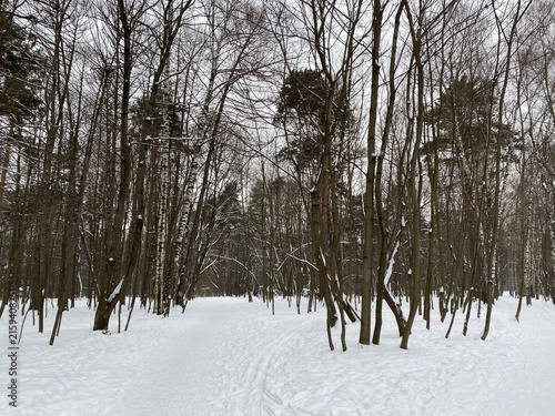 Obraz na plátne Bare winter trees in a snow covered forest on a cold overcast day