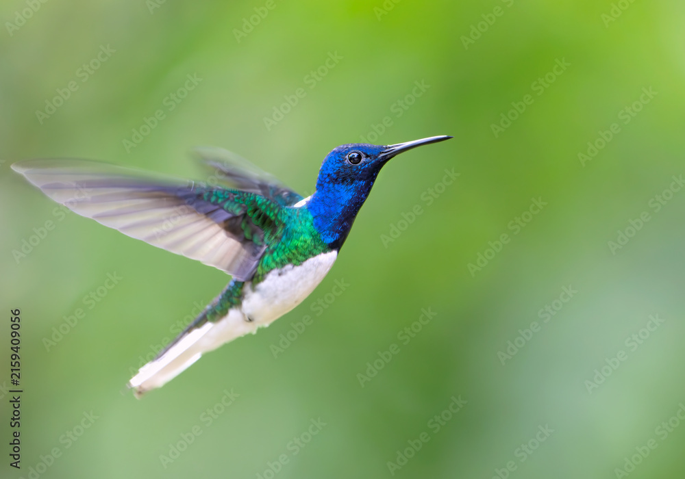 Naklejka premium Male White-necked Jacobin (Florisuga mellivora), hovering in air, Peru
