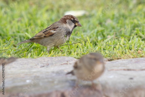 Foto pajaro