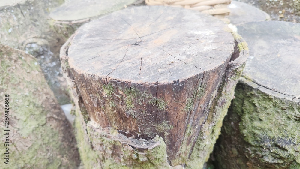Fototapeta premium Weathered Wooden Log Cut with Mossy Bark Texture
