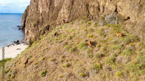 Invasive goats in the Galapagos Island