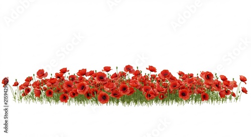 Field of Poppies: A vibrant cluster of red poppies blooms amidst lush green grass, creating a stunning natural display of color and life.