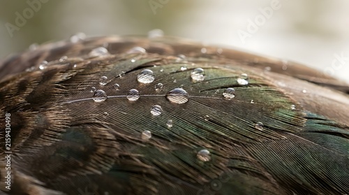 Macro Water Droplets On Bird Feather Surface Waterproof Texture Detail