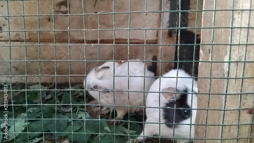 Guinea pigs in wire cage eating fresh green leaves inside enclosure