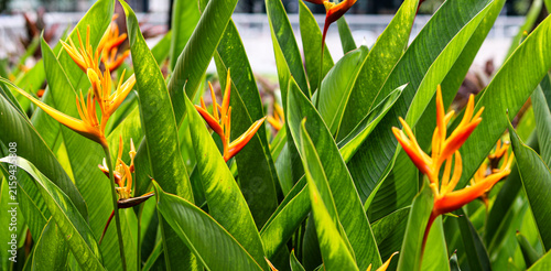 Konstfotografi Vibrant Parakeet Heliconia (Heliconia psittacorum), also known as false bird-of-paradise, with striking orange and yellow bracts rising among long, bright green leaves