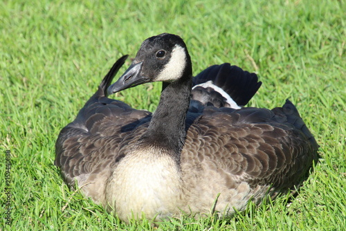goose on the grass