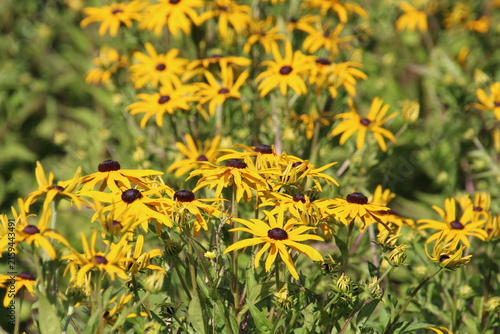 Garden In Bloom, William Hawrelak Park, Edmonton, Alberta
