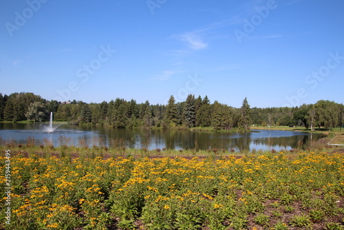 Yellow Blooms By The Lake, William Hawrelak Park, Edmonton, Alberta