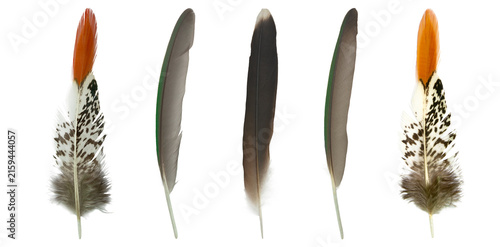 Beautiful set collection feather isolated on white background