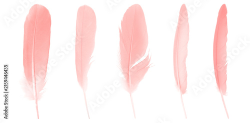 Beautiful set collection light pink feathers isolated on white background.