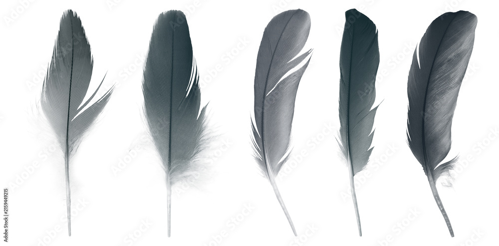 Obraz premium Bird crow swan black feather isolated on white background