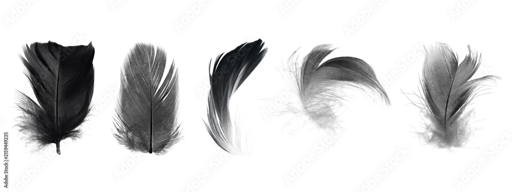 Naklejka premium Bird crow swan black feather isolated on white background