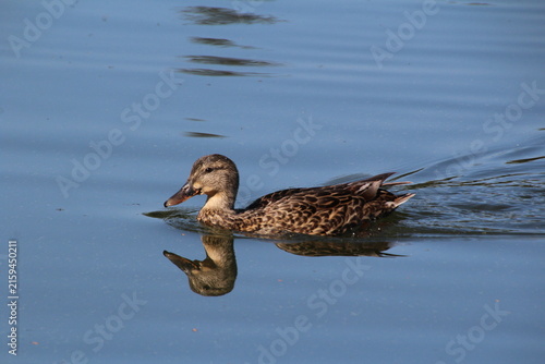 duck on the water