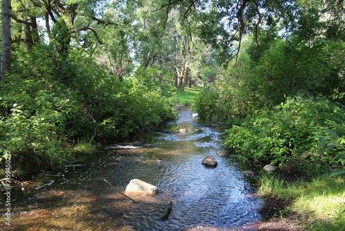 stream in the forest