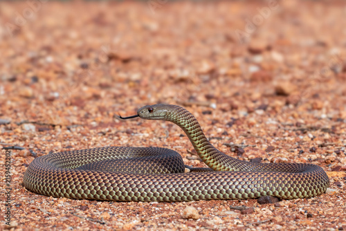 Quadro su tela Australian highly venomous Mulga or King Brown Snake