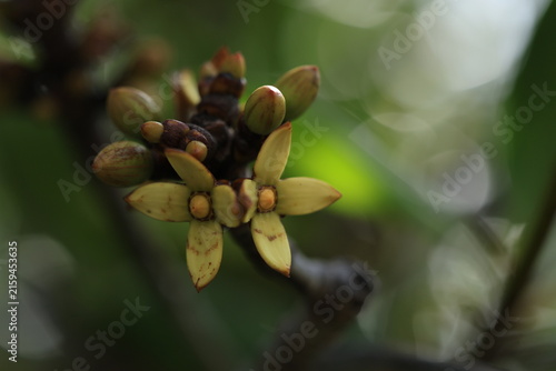 Obraz na płótnie Close up of yellow flowers and buds of Tall-stilt mangrove (Rhizophora apiculata) in a tropical mangrove forest
