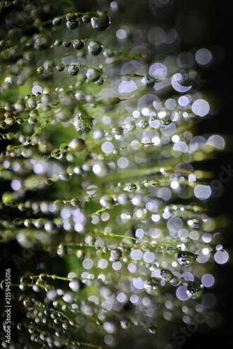 Obraz na plátne A stunning macro photograph capturing countless dew drops or raindrops clinging to slender, green plant stems or thin blades of grass