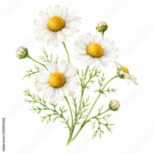 Beautiful chamomile flower bouquet with peaceful mood