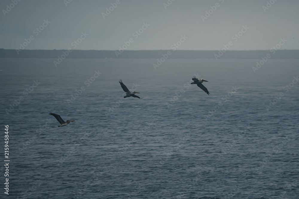 Fototapeta premium seagulls in flight