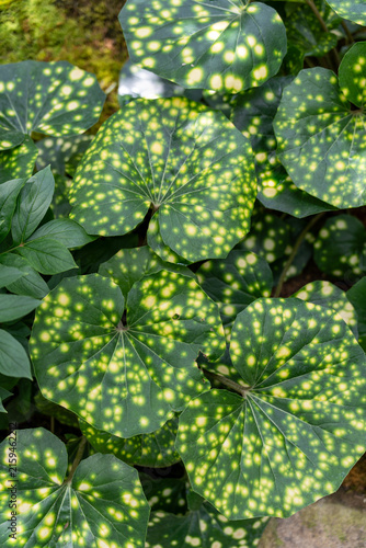 Foto 黄色い斑点模様が美しい熱帯植物の葉