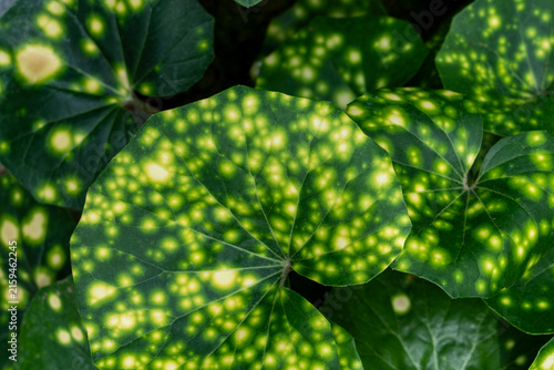 Foto 黄色い斑点模様が美しい熱帯植物の葉