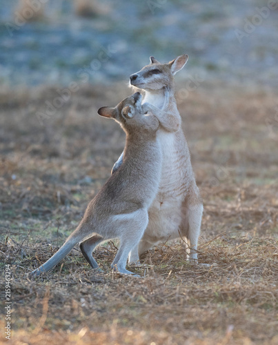 Young agile  Wallabies play fighting in far north Queensland, Australia.