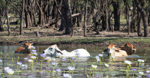 Braham cattle  feeding on water lilies in a lagoon in northerrn Australia.