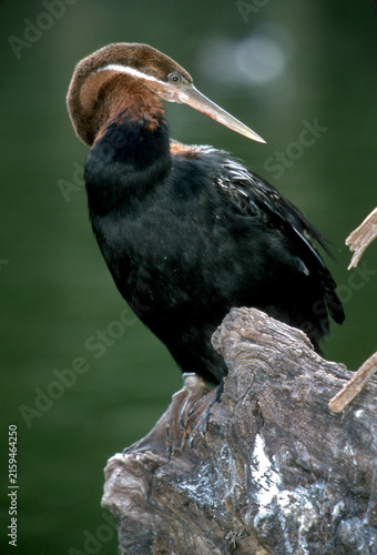 Cuadro en lienzo African darter (Anhinga rufa) waterbird resting perched on a textured wooden stu