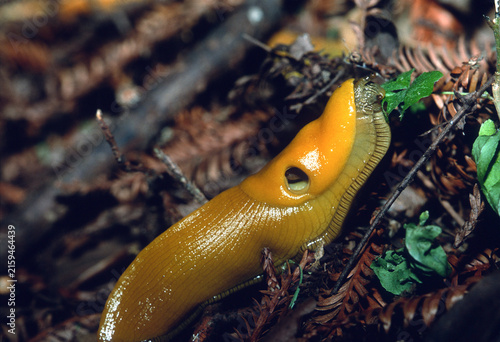 Konstfotografi Bright yellow banana slug (Ariolimax) crawling on the redwood forest floor