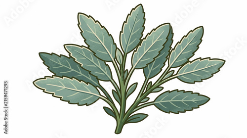 Vector illustration of a fresh green sage herb plant with detailed leaves isolated on a white background for culinary and herbal design elements