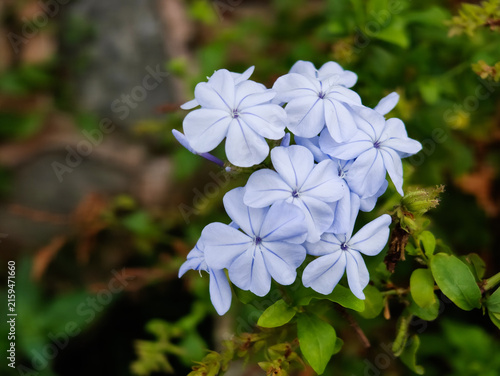 Konstfotografi Close-Up Blue Plumbago (Ceraka Biru) Plumbago auriculata Pale Blue Flower Cluste