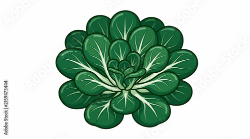 Fresh green cabbage vector illustration, healthy organic vegetable graphic icon for diet and cooking